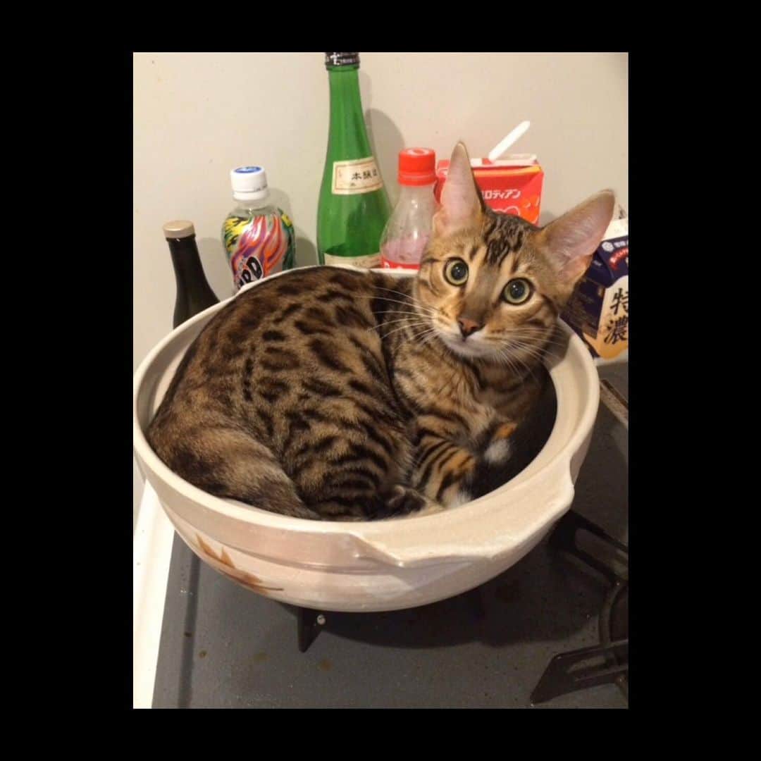 のインスタグラム：「5ヶ月くらいの時のルウ😸 #ベンガル猫#bengalcat」