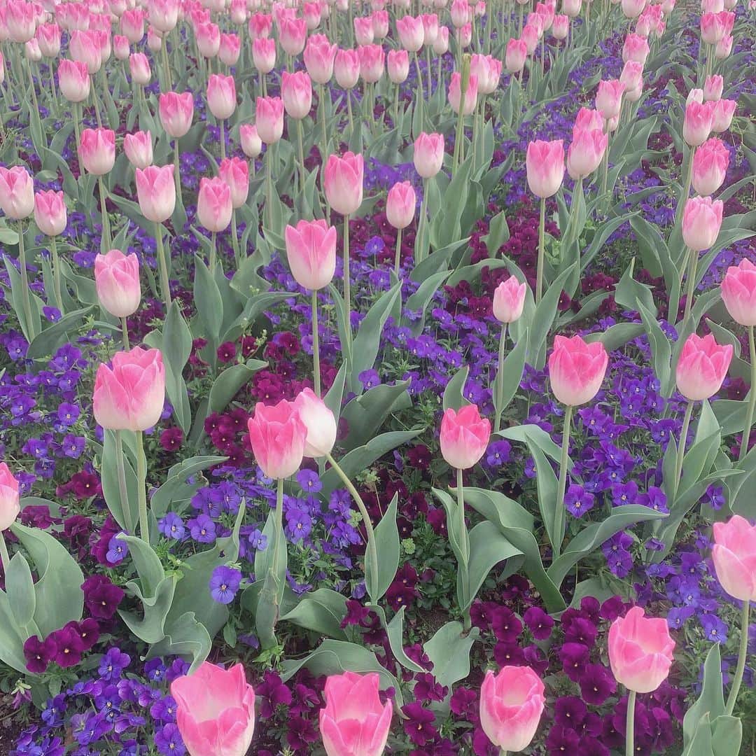 MAYUMIさんのインスタグラム写真 - (MAYUMIInstagram)「🌷 * #tulips #springflowers」4月29日 23時19分 - mayumiii0305