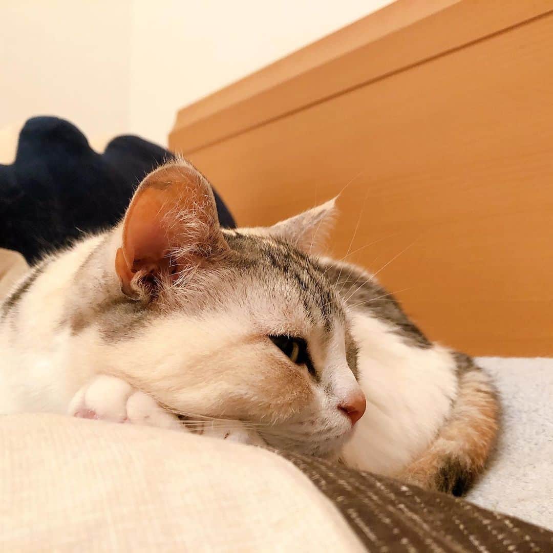 Natsukiのインスタグラム：「我が家のしらすさん。  明日からしばらく不在になります。頑張ってくるよー！  #cat  #scottishfold  #ねこのいる暮らし」