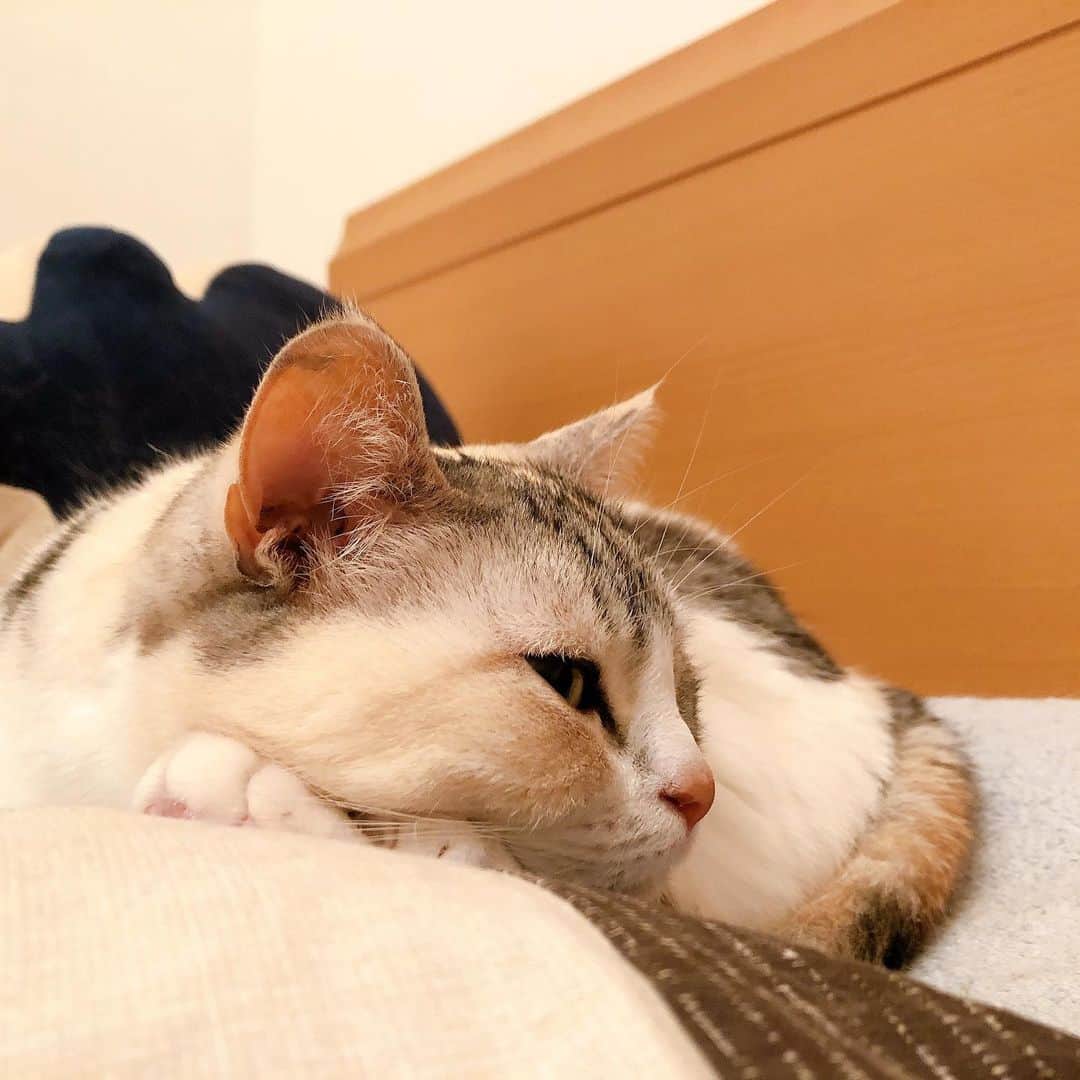 Natsukiのインスタグラム：「我が家のしらすさん。  明日からしばらく不在になります。頑張ってくるよー！  #cat  #scottishfold  #ねこのいる暮らし」