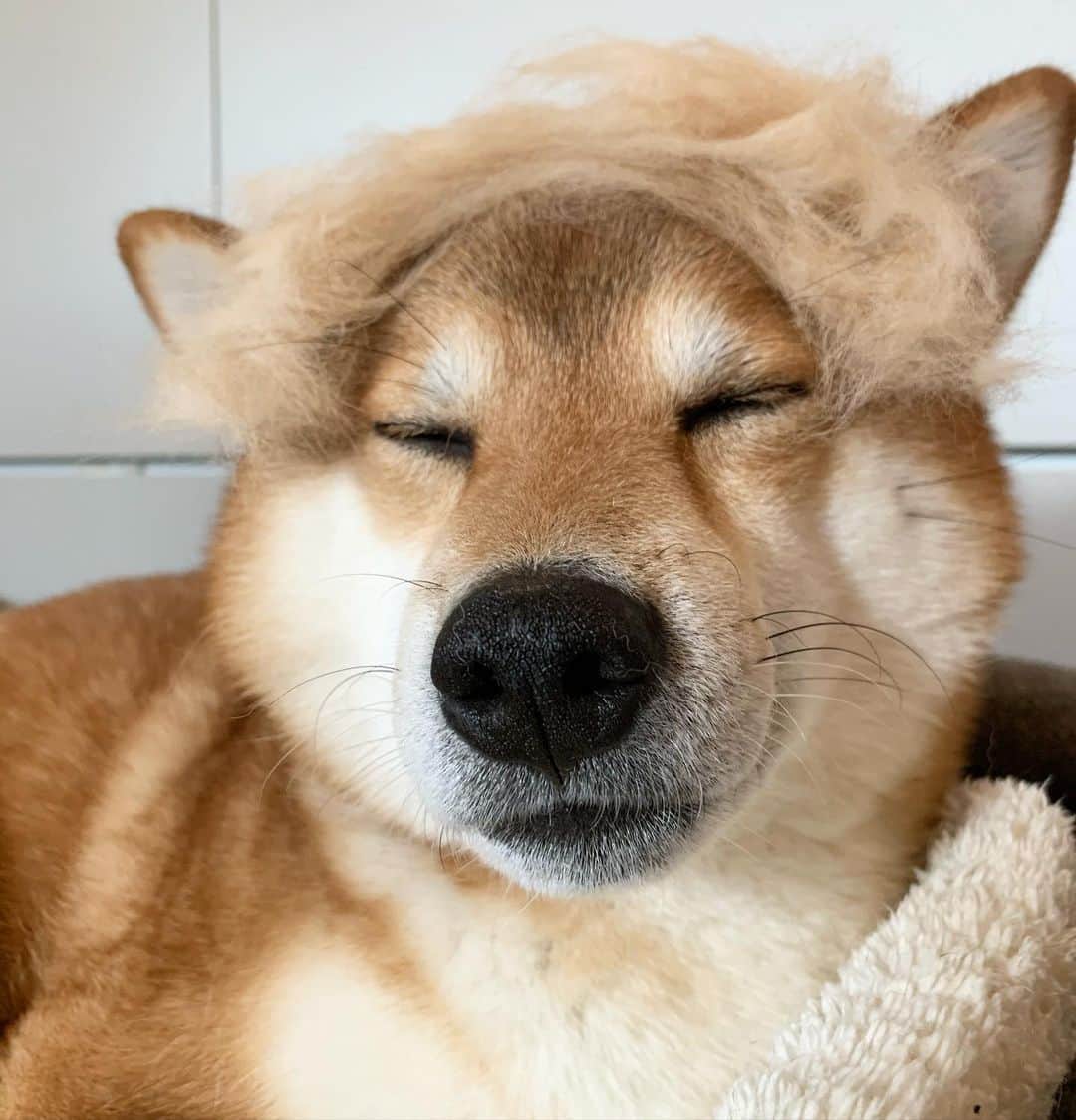 ?Fricko the Shiba Inu?のインスタグラム：「Sorry human, I have to inform you that shedding season is here😎 😹 🐾 🐾 🐾 🐾 #Fricko #🐶 #☀️ #shiba #shibainu #dog #柴犬 #赤柴  #adorable #shibalovers #shibaholics  #dogoftheday  #weeklyfluff #aww #dogstagram  #dogscorner #puppiesofinstagram #shibapuppy」