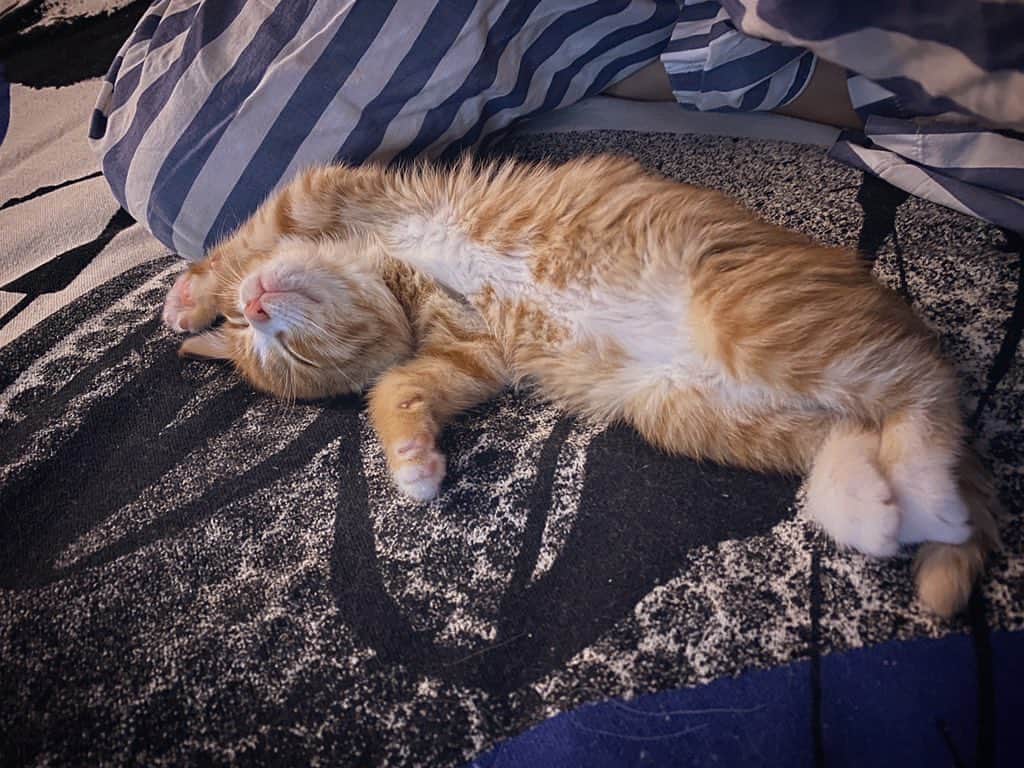 イ・エルのインスタグラム：「_ 아기 고양이 성장속도는 어마어마하게 빠르구나 #구아바밤송이」