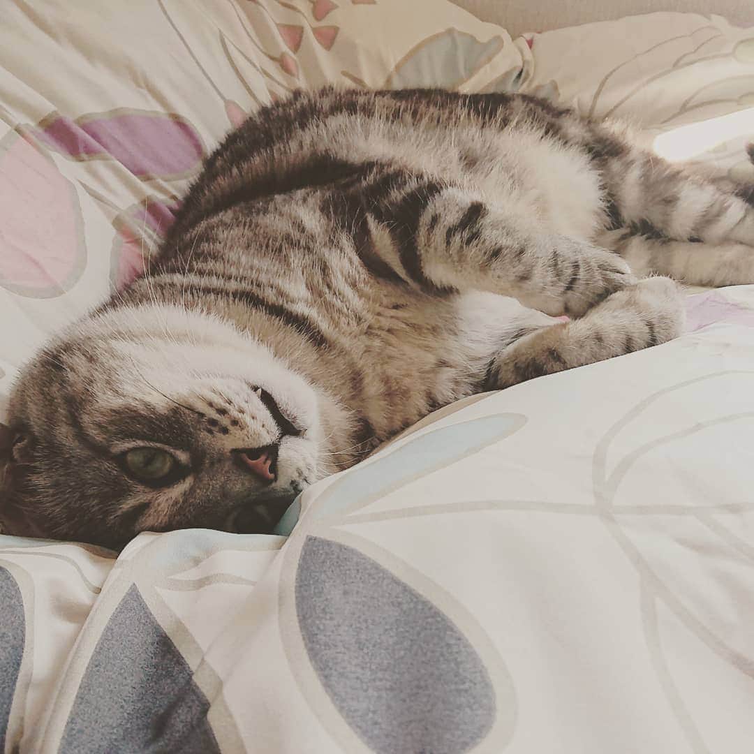 のインスタグラム：「#ねこすたぐらむ #ねこ #ねこのいる生活 #cats」
