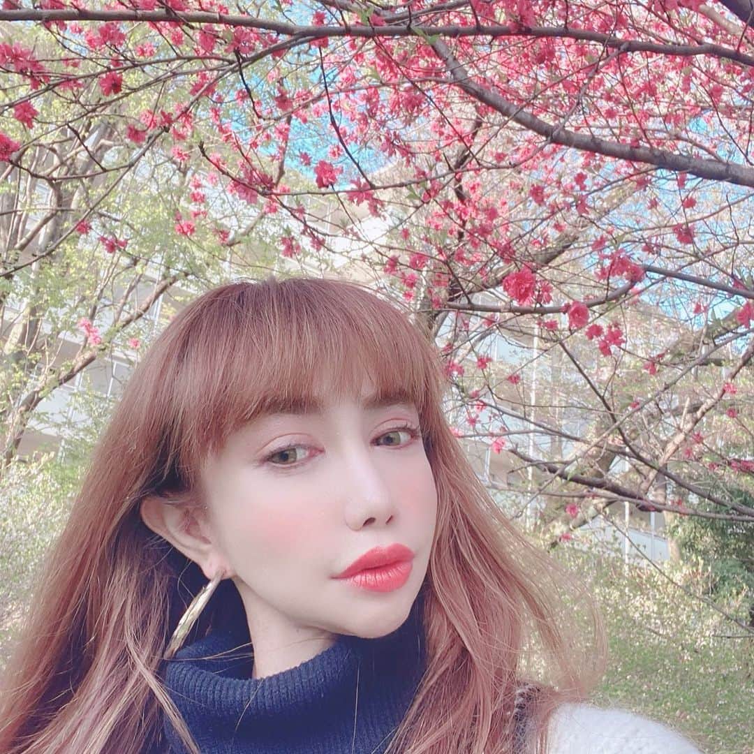 fashion dog loverのインスタグラム