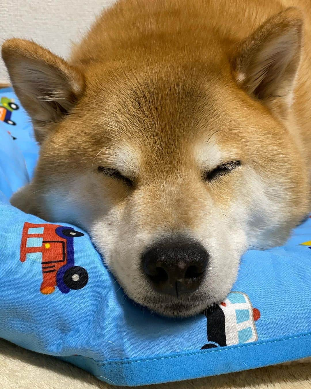 まる（まるたろう）さんのインスタグラム写真 - (まる（まるたろう）Instagram)「Good night!✨🐶💤✨働くクルマのお布団にしてもらったの☺️ #いいでしょ #パパもしっかり働かないとね #来月の29日も頼むよ #しっかりね」4月30日 0時13分 - marutaro