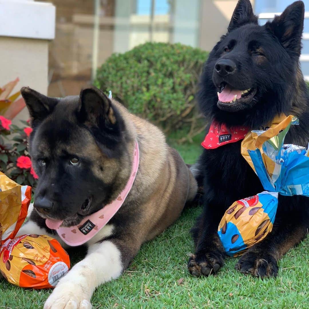 のインスタグラム：「Feliz día del animal !!! 🙏🐶❤️ Por un mundo con más amor y respeto hacia los animales !!! 🐵🦁🦊🐻🐯🐺🦍🦏🐳🐘🦒.. pd: los huevos no son de chocolate , son de alimento para perros 😂😁❤️」