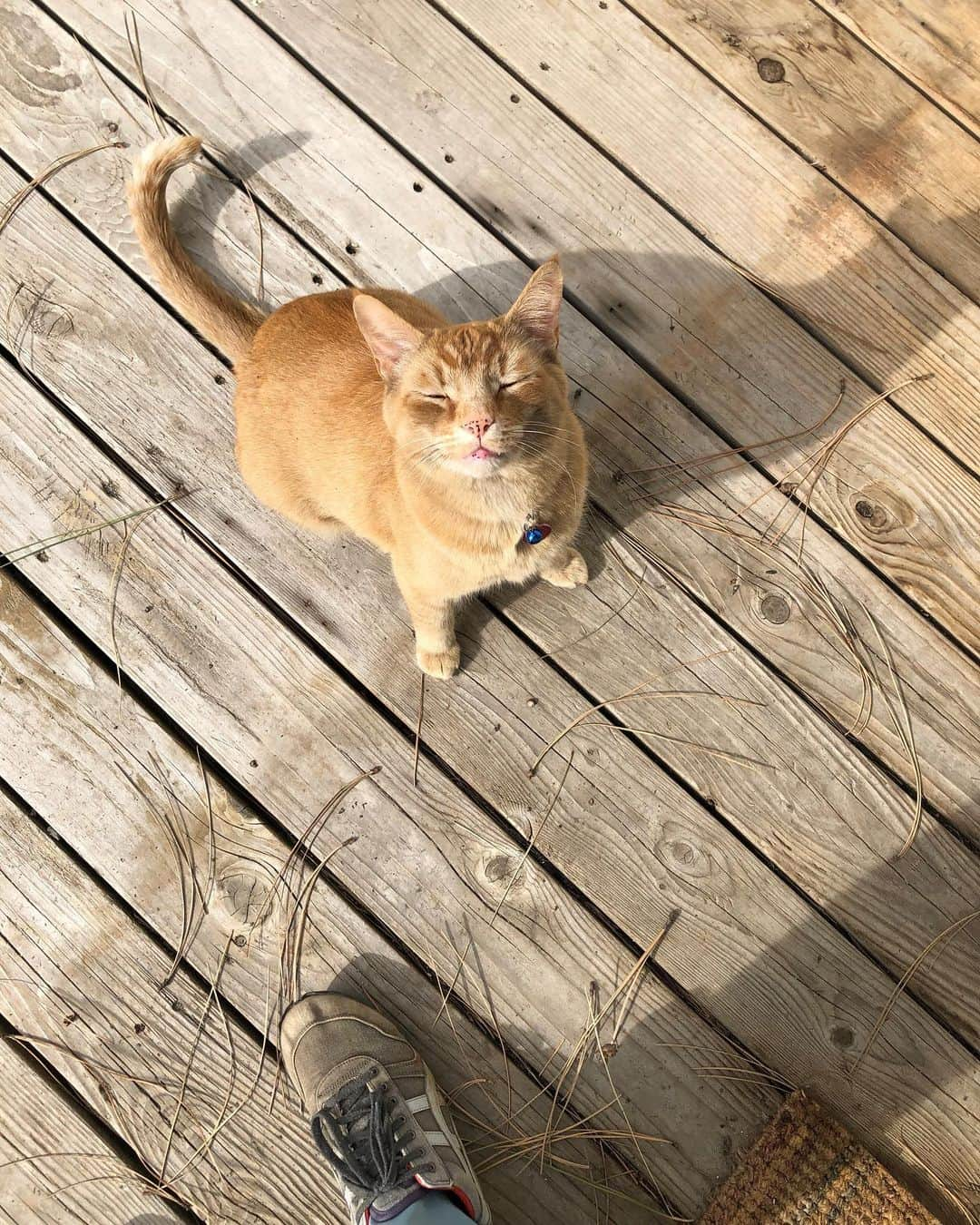 Snorri Sturlusonさんのインスタグラム写真 - (Snorri SturlusonInstagram)「Best cat. #snorrithecat #kleptokitty #catburglar #catsofinstagram #pnw #spring」4月30日 1時34分 - snorrithecat