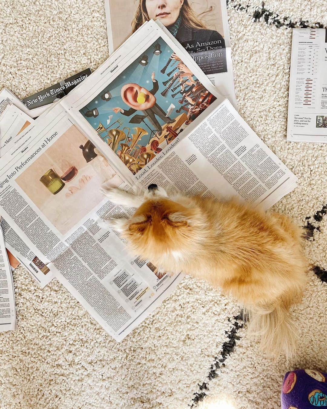 イングリッド・ニールセンさんのインスタグラム写真 - (イングリッド・ニールセンInstagram)「Tayto is an AVID reader of the NYT 📰 He especially loves the Arts & Leisure section... mostly because he’s an expert in leisure! 🐶💕」4月30日 1時52分 - ingridnilsen