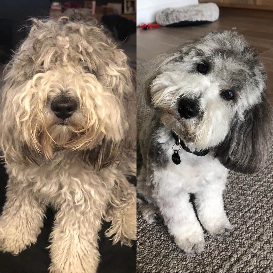 ブレッキン・メイヤーのインスタグラム：「Harley got her hair did. #QuaranCuts #SomebodyLooksFABULOUS #Harley」