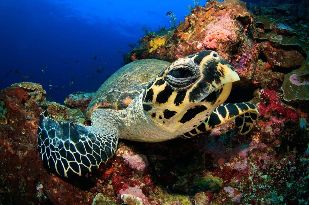 Lonely Planetのインスタグラム：「With the pandemic keeping people away from beaches, sea turtles are flourishing. Tap the link in our bio to find out how turtles around the world are thriving.」