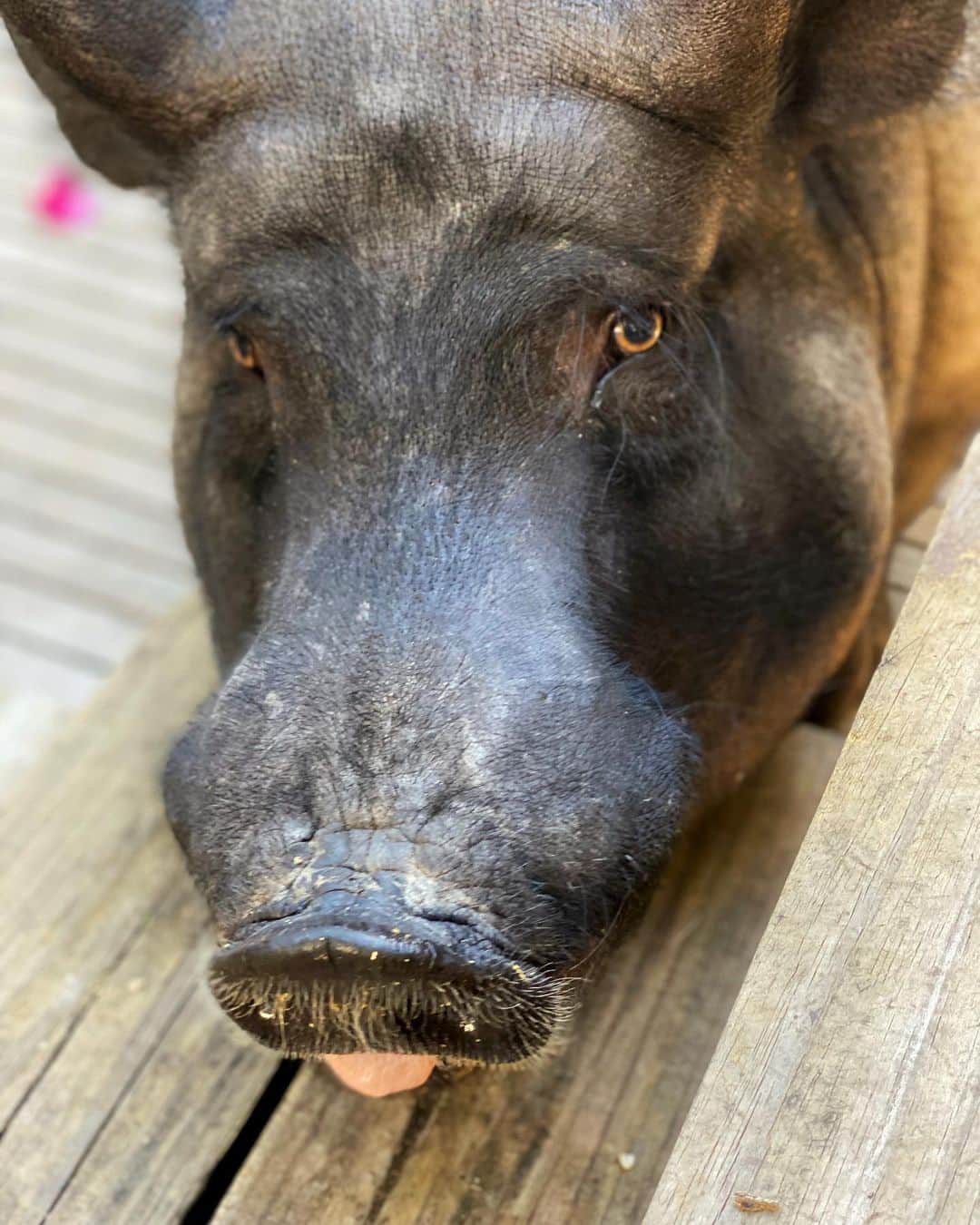 Jamonのインスタグラム：「My brother @nerothepig being cute after removing all the stones from mommy’s garden. I bet he is felling guilty... but not.  #gardening #gardeninginquarentine #jamonthepig #nerothepig #pig #pet #pets #pigs #pigsofinstagram #pigsaspets」