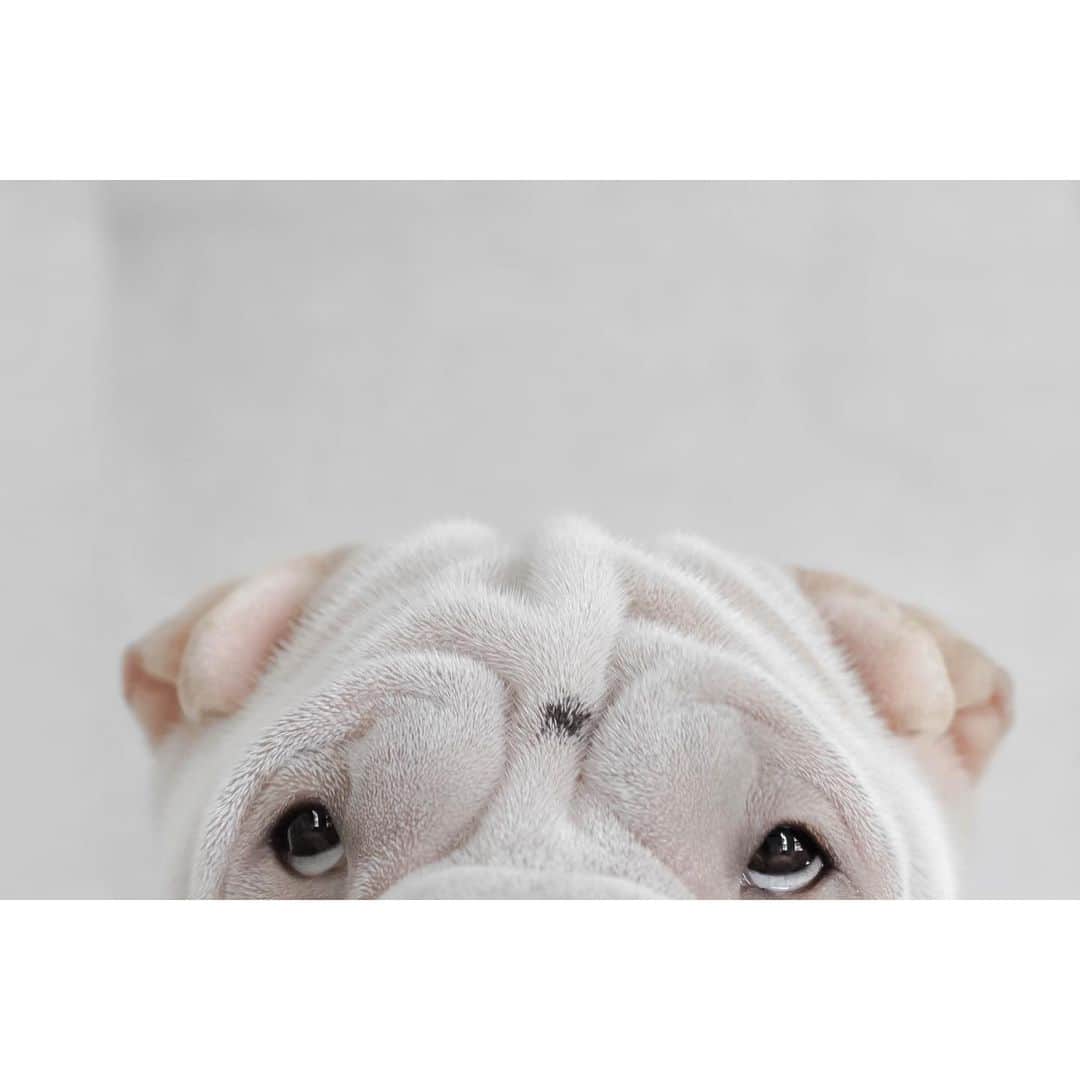 annie&pADdinGtoNさんのインスタグラム写真 - (annie&pADdinGtoNInstagram)「Spot the dot ⚫️ #notasharpie #yesihavewashedmyface #meanttobethere #lambington #perfect #love #sharpei #sharpeisofinstagram #wrinkles #cutepets #spotthedot #spot #dog #doggo #dogs #dogsofinstagram #doglover #dogsofinsta #dogslife #instagood #weeklyfluff」4月30日 13時10分 - anniepaddington