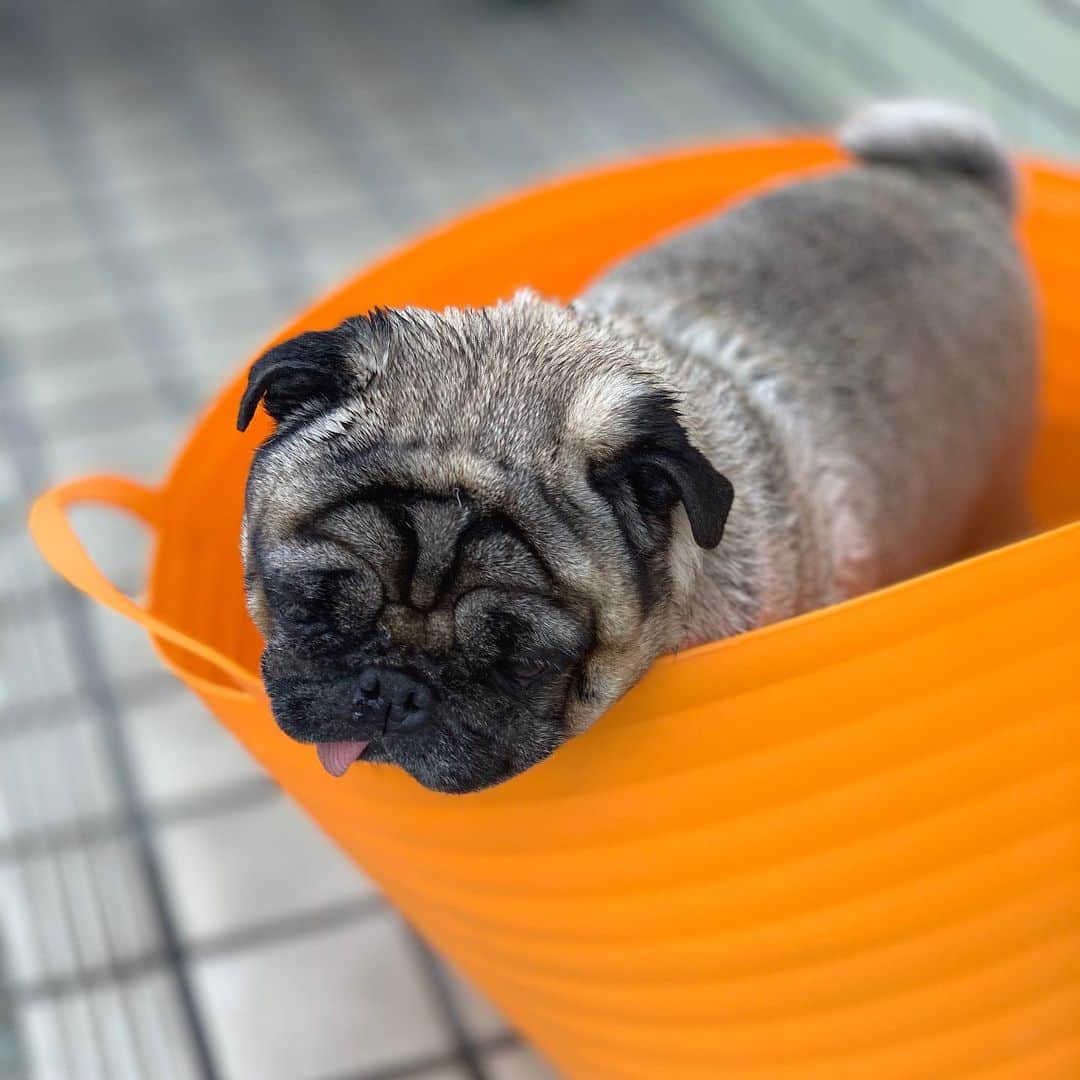 gontaのインスタグラム：「Sunbathing😊❤️#keelyafternoontea #Gonta2#speakpug #smilingpugs #pugjapan #pug #love #pugsofinstagram #zerozeropug #pugshit #worldofpug」