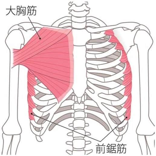 kogao283さんのインスタグラム写真 - (kogao283Instagram)「1.壁の前に立ち、肩の高さで肘先～手のひらをつける。両脚は軽く前後に開く。  2.手の位置はそのままで上体を外側に軽く開き、胸の前を開いて30秒ストレッチ。反対側も行う。  胸骨～鎖骨、上腕骨へと広がる大胸筋は、 肩関節をさまざまな方向に動かす筋肉。  その下に重なる前鋸筋は、 肋骨～肩甲骨をつないで肩甲骨を外へ開く働きをします。  このストレッチでは、 肩甲骨を寄せながら胸の前をまんべんなく伸ばして。  ２つの筋肉が同時にほぐれ、猫背の姿勢によって起きる体の力みも改善されます。  #ストレッチ#おうち時間#enjoylife#猫背改善」4月30日 14時01分 - kogao283