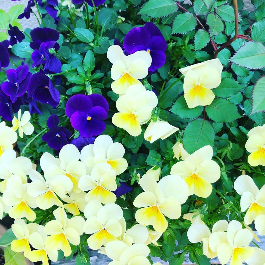 雛形あきこさんのインスタグラム写真 - (雛形あきこInstagram)「暖かくて庭の花達が鮮やか #お庭 #プチガーデニング」4月30日 14時05分 - akiko_hinagata