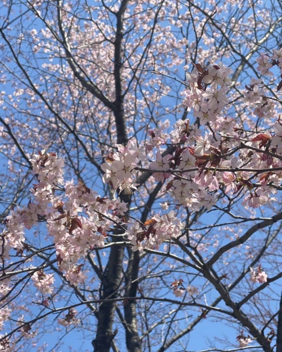 北海道放送「今日ドキッ!」さんのインスタグラム写真 - (北海道放送「今日ドキッ!」Instagram)「#そらリサーチ 日替わり投稿。 きょうは #金城茉里奈 アナの ご近所散歩から！  春はちゃんとやってきた🌸 桜だあー！ 遠目から、ぶぁっと広がるピンクを眺めるもよし 近寄って、薄くて柔らかそうな花びらと長いおしべを見つめるのもよし🎶 青空も相まって、いい感じ！ ぼさぼさスッピンも気にならないくらいの綺麗さでしょう？ (と、いうことにさせてください。)」4月30日 14時20分 - hbc_kyodoki