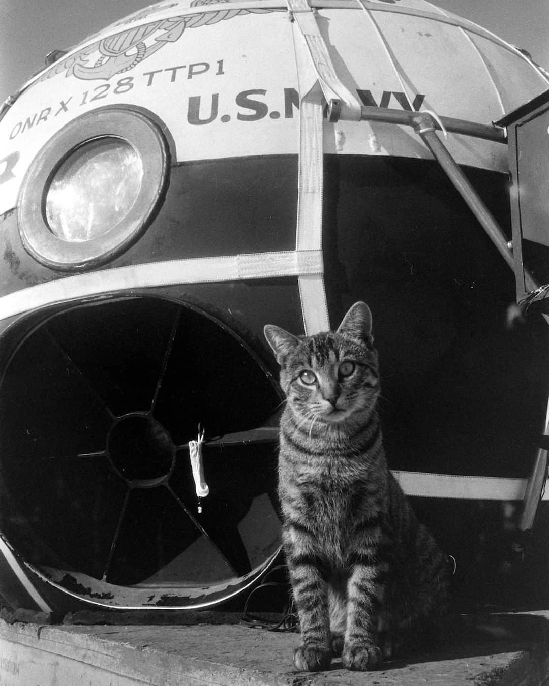 lifeさんのインスタグラム写真 - (lifeInstagram)「A stray tabby poses in front of US Navy Project Strato-Lab equipment, South Dakota, November 1956. (📷Grey Villet/LIFE Picture Collection) #catsofinstagram #stem #wildLIFEWednesday」4月30日 6時34分 - life