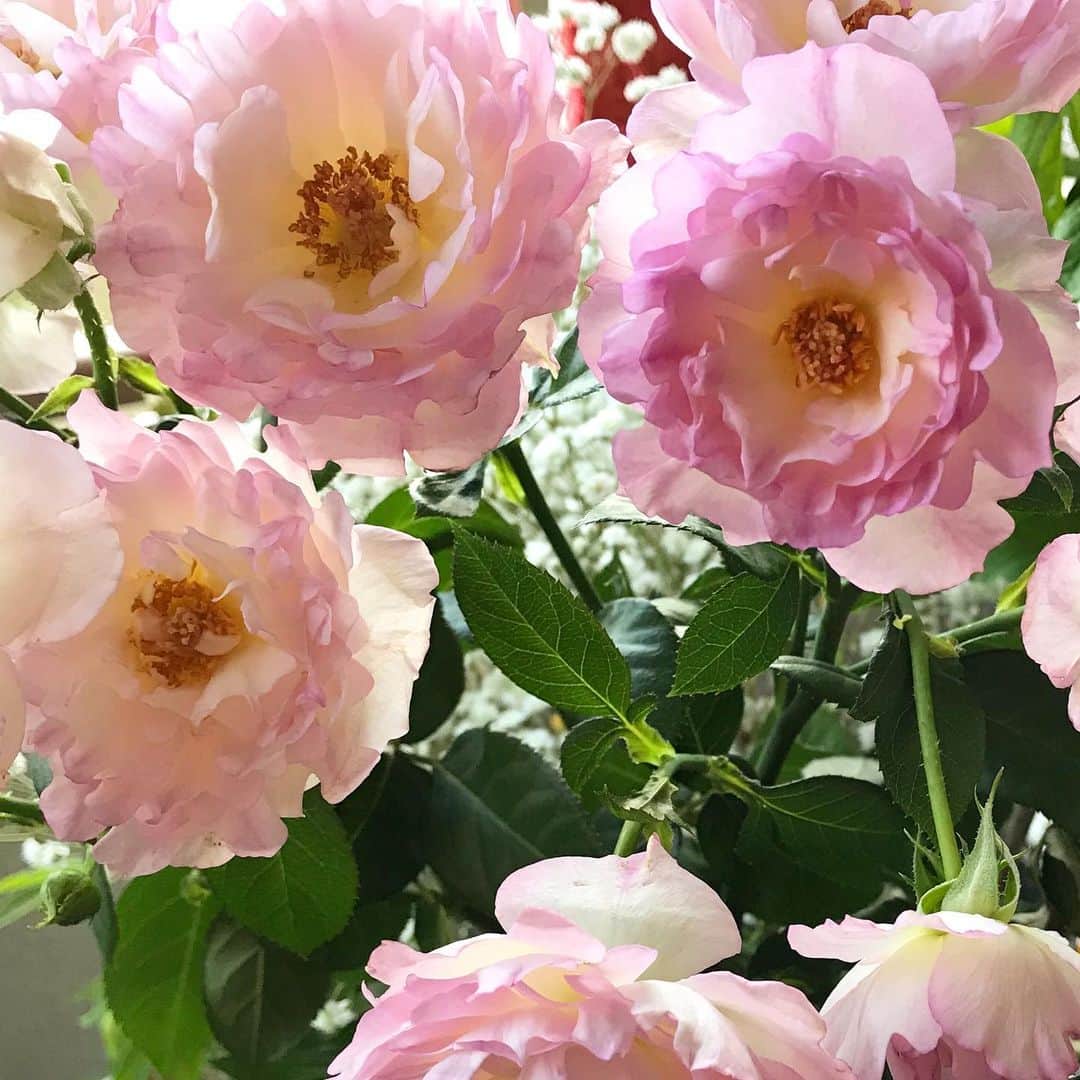 前野えまさんのインスタグラム写真 - (前野えまInstagram)「シーアネモネという名前の薔薇です🌹 こういう薔薇もあるんですね✨ 1本にたくさん花がついていて可愛いです💕 ・ ・ #おはようございます #薔薇 #シーアネモネ #ピンク #花 #花と私 #花のある暮らし #前野えま  #goodmorning #pink #rose #seaanemone #flowers #flowerstagram  #follow #followme #instafollow #instagood #tagsforlikes #tflers #tagsforlikesapp  #actor #actress #girl #photography #portrait #portraitphotography」4月30日 6時31分 - maeno_ema