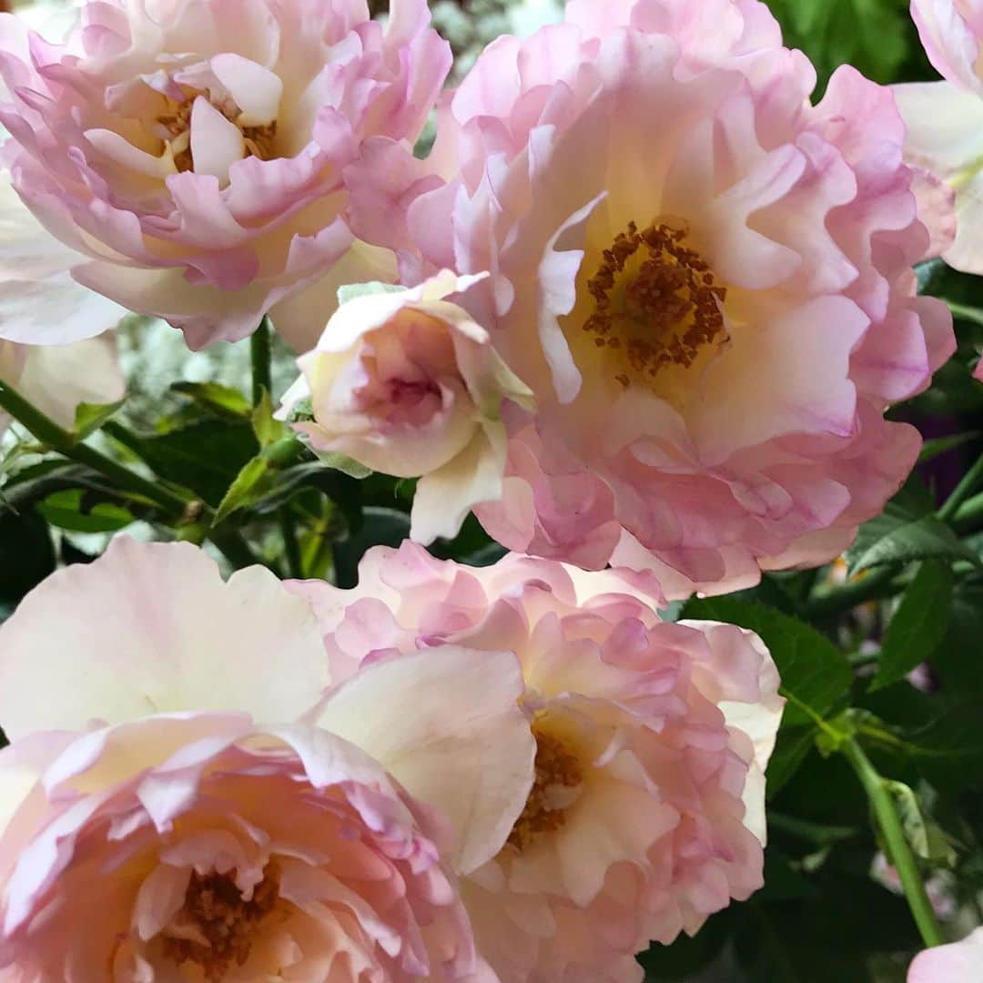 前野えまさんのインスタグラム写真 - (前野えまInstagram)「シーアネモネという名前の薔薇です🌹 こういう薔薇もあるんですね✨ 1本にたくさん花がついていて可愛いです💕 ・ ・ #おはようございます #薔薇 #シーアネモネ #ピンク #花 #花と私 #花のある暮らし #前野えま  #goodmorning #pink #rose #seaanemone #flowers #flowerstagram  #follow #followme #instafollow #instagood #tagsforlikes #tflers #tagsforlikesapp  #actor #actress #girl #photography #portrait #portraitphotography」4月30日 6時31分 - maeno_ema