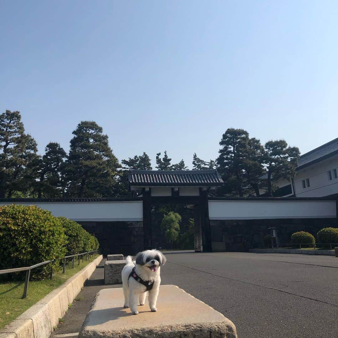 濱田マサルさんのインスタグラム写真 - (濱田マサルInstagram)「パワースポット❤️ ここに住みたいなぁ🥺❣️ #濱田もちの宮 #濱田もち #皇居パワー #足パンパン」4月30日 8時11分 - hamadamasaru