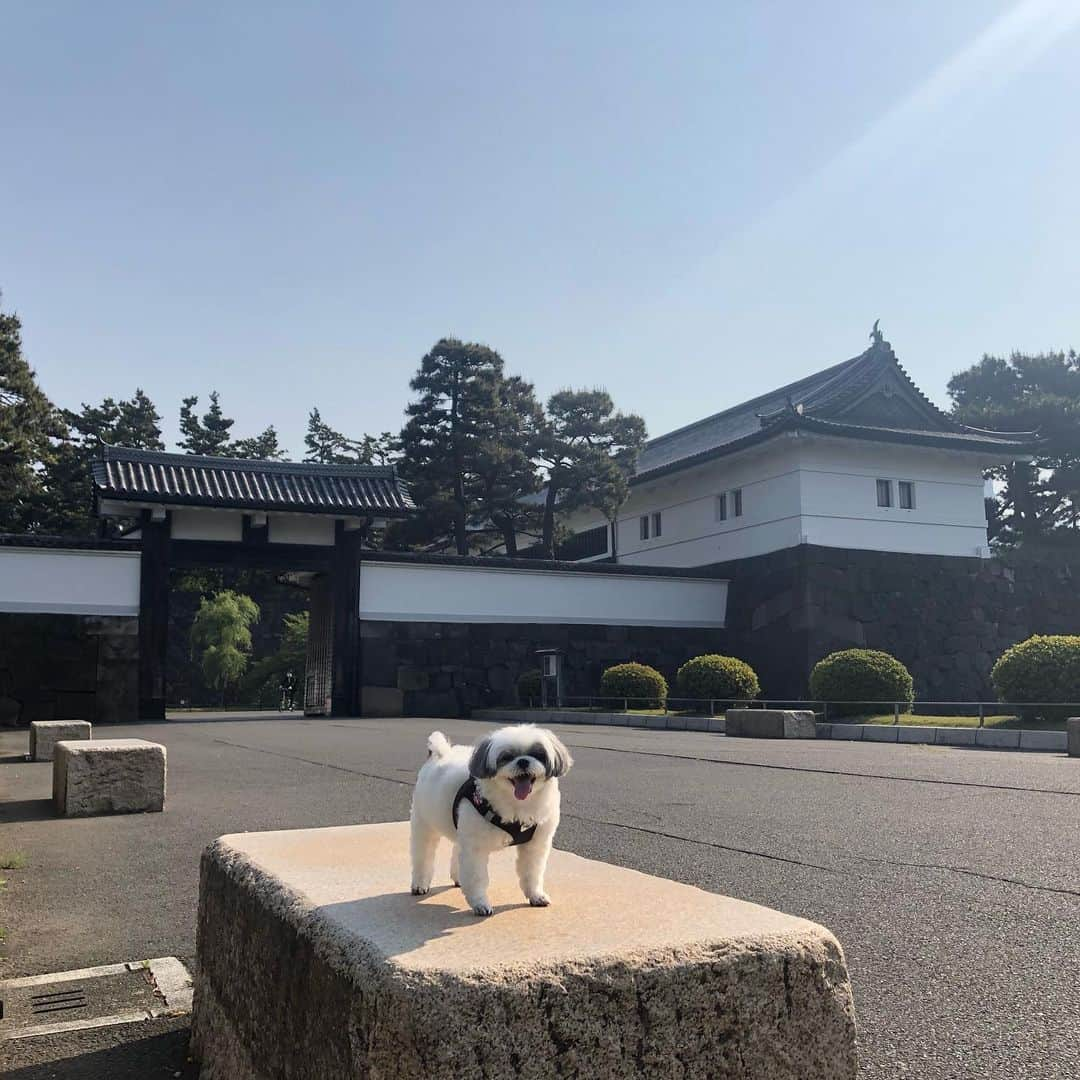 濱田マサルさんのインスタグラム写真 - (濱田マサルInstagram)「パワースポット❤️ ここに住みたいなぁ🥺❣️ #濱田もちの宮 #濱田もち #皇居パワー #足パンパン」4月30日 8時11分 - hamadamasaru