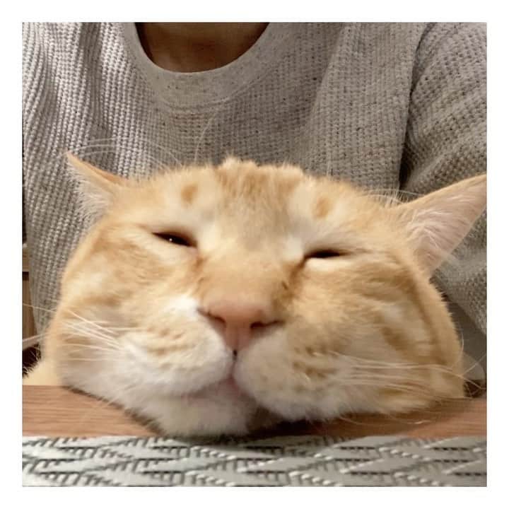 のインスタグラム：「＊ 新型睡眠サプリ「ぐっスリー。」 ・ #眠れない夜のお供に ・ Guppy looks sleepy.」