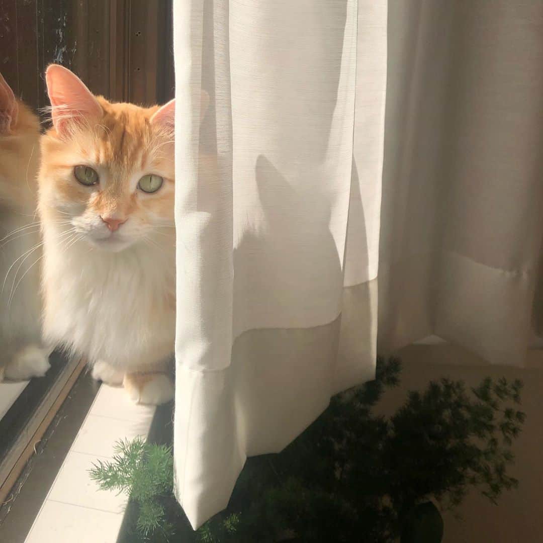 pon_0507のインスタグラム：「2020.04.30  キラキラ✨ 日向ぼっこ  #ぽん#マンチカン#だい#ごま#保護猫 #ねこ#ネコ#猫#茶白猫#灰#neko#cat #munchkin#munchkincat #orangecat#gingercat#inscatram #bestmeow#videobyanimals #catsofinstagram」