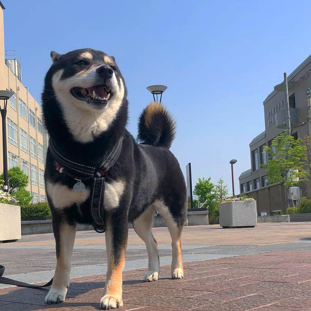 vo_coのインスタグラム：「🐕 本日の朝んぽ 空はこんなに広くて青いのに… 早くお出かけできるようになるといいね * #shibastagram #instashiba #shiba #shibainu #黒柴 #柴犬」
