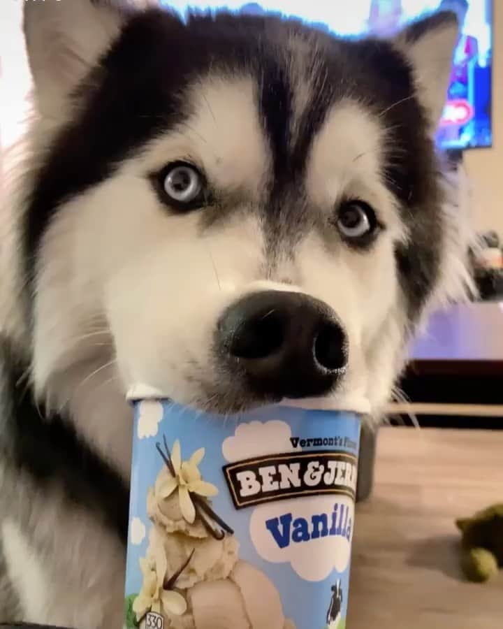 husky and malamuteのインスタグラム：「Drink yogurt today.😆😆 follow @alaskandaily （Twitter：alaskandaily）for more cute pic and video.😜 ……………………………………………………………… Each video was approved by the original author. But  don't have a Instagram account. We are first one post those video. So watermark credit @alaskandaily ……………………………………………………………… #alaskan#malamute#alaskanmalamute#alaskanhusky#malamutesofinstagram#puppylife#puppylove#puppydog#puppylover#dogdays#malamutepuppy#huskies#huskeypuppy#huskeiesreq#siberian#huskeiesofig#dogslife#dogsofnyc#cutedog#cutedogs#huskeypics#huskeylovers#huskygram#huskeylove#huskiesofinstagram#dogsofnyc#husky#狗」