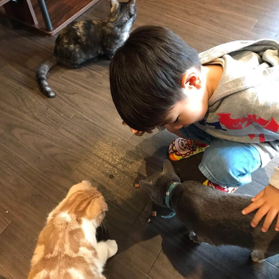 所英男さんのインスタグラム写真 - (所英男Instagram)「懐かし動画（去年6月）、猫カフェにて。^_^」4月30日 9時48分 - tokorohideo
