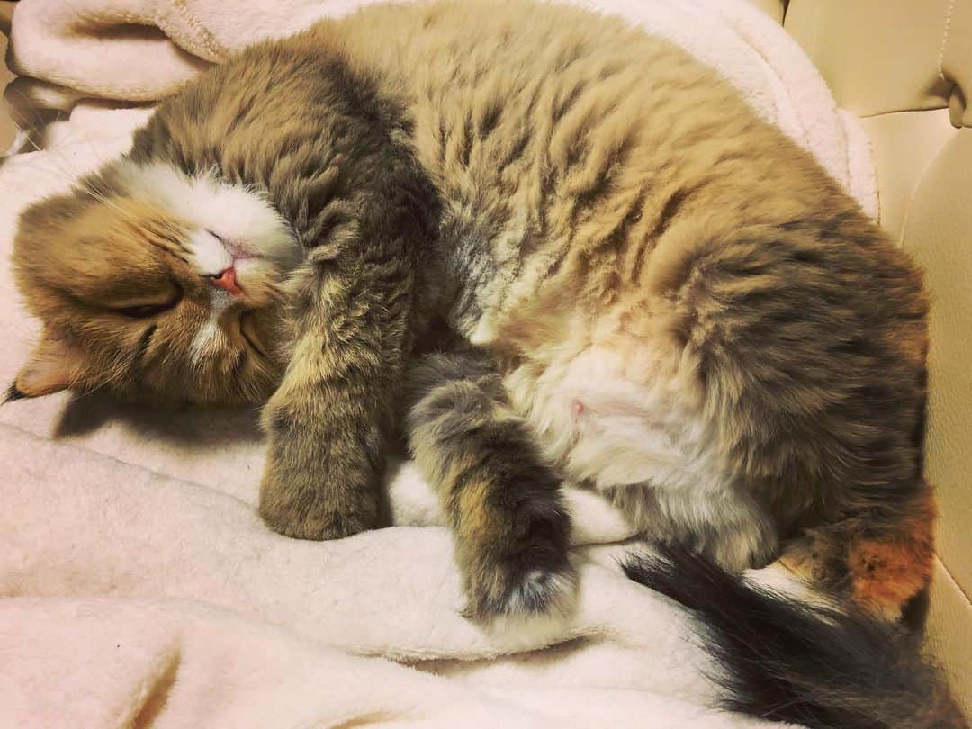 KEIさんのインスタグラム写真 - (KEIInstagram)「てぃくび。  #猫の凛 #りんちゃん」4月30日 9時59分 - kei_gt_inst