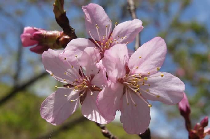 のインスタグラム：「Campus Seasonal Photos April ④ 丹木の歳時記　卯月④ ⑴ Sargent’s cherry tree・山桜(ヤマザクラ) ⑵ Double-flowered cherry blossom❶・八重桜❶(ヤエザクラ) ⑶ 八重桜❷ ⑷ 八重桜❸ ⑸ Amygdalus persica・菊桃(キクモモ) ⑹ Chaenomeles speciosa❶・木瓜(ボケ) ⑺ 木瓜❷ ⑻ Crabapple・姫林檎(ヒメリンゴ) ⑼ Amelanchier canadensis・アメリカザイフリボク ⑽ Spicebush・黒文字(クロモジ) #discoversoka #sodaigram #sokauniversity #hachioji #tokyo #japan #campus #university #environment #nature #april #spring #fourseasons #beautiful #創価大学 #八王子 #東京 #キャンパス #大学 #環境 #自然 #4月 #卯月 #春 #丹木の歳時記」