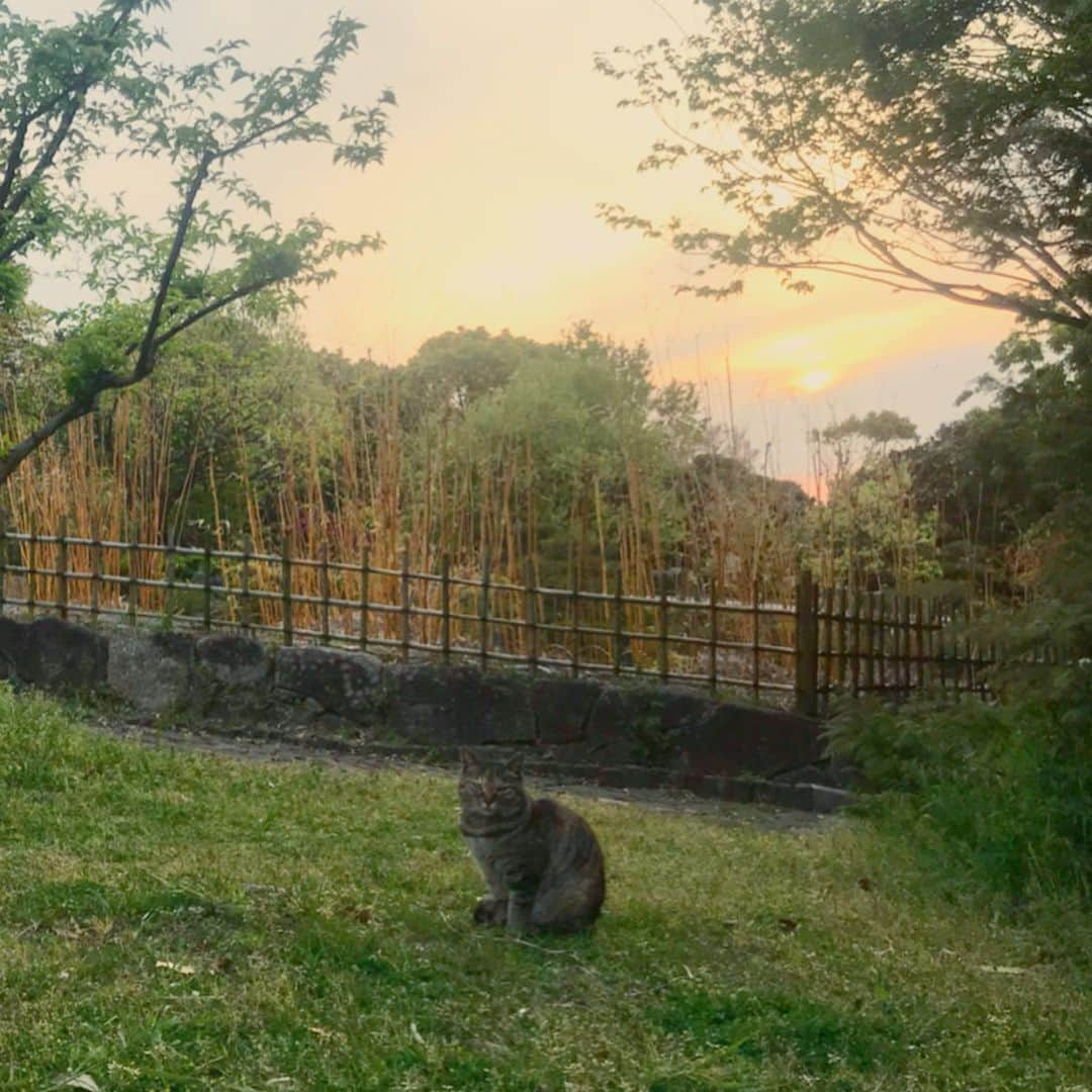 黒澤はるかさんのインスタグラム写真 - (黒澤はるかInstagram)「今日は良い天気だなぁ🌞  いつかの、撮影中ずっと付いてきた猫ちゃんを..♪ てくてく後ろをついてきて、こちらが止まって振り向くと、あたかも気付いていないかのようにそっぽを向く。笑 なのに、何故か終始むくれている。笑 そんな猫ちゃんと遊んだ一部始終。 一緒にマルバツゲームしました。  はぁ、可愛すぎた♡  #猫ちゃん劇場 #猫」4月30日 10時22分 - haruka_offi