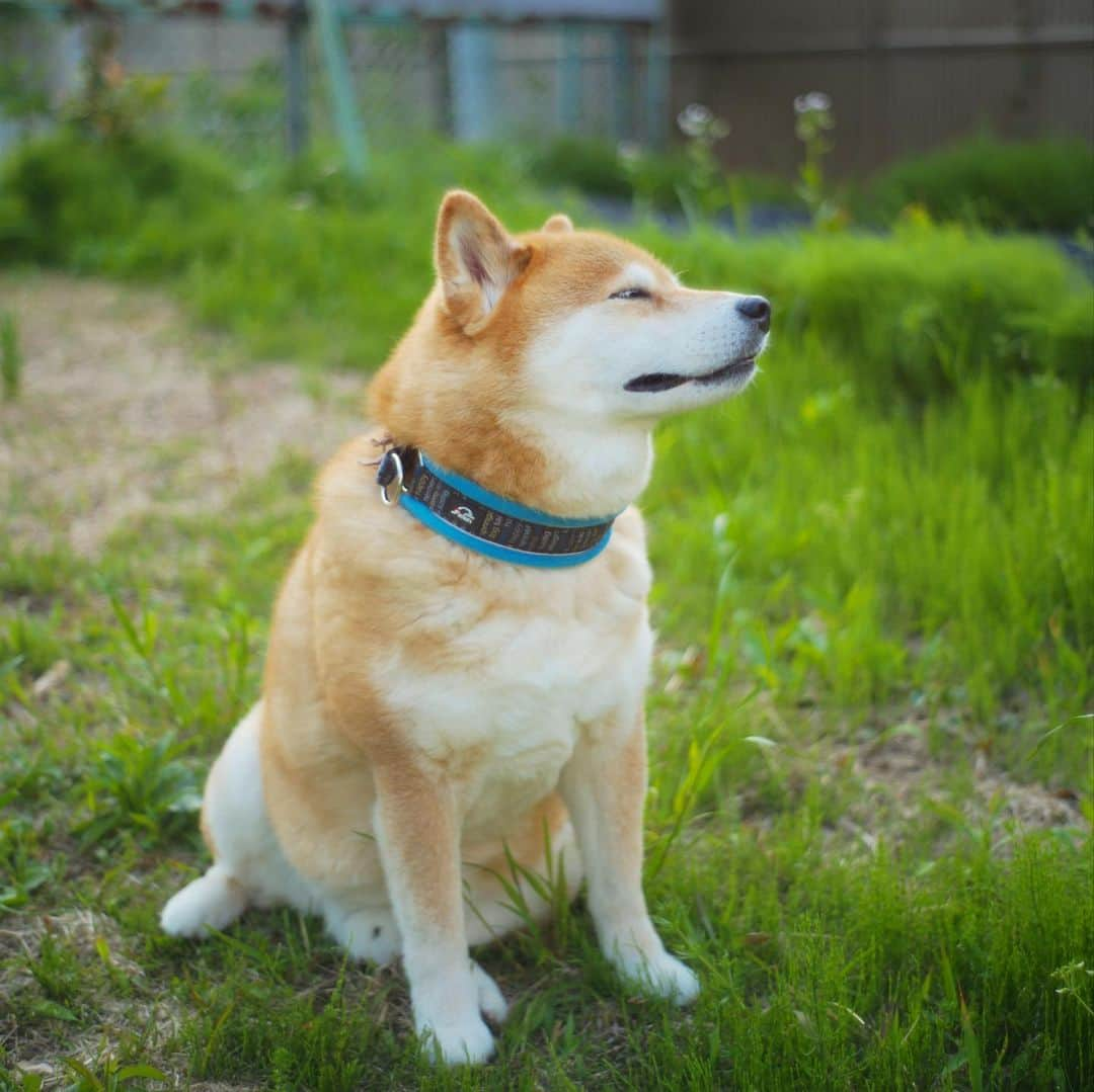 まる（まるたろう）さんのインスタグラム写真 - (まる（まるたろう）Instagram)「Good morning!✨🐶✨おはまる〜！4月最終日だよ。 #みんなよく頑張ってるよね #でもまだ気を抜いちゃダメ #ダメ絶対 #みんなで勝とうね #総力戦」4月30日 10時15分 - marutaro