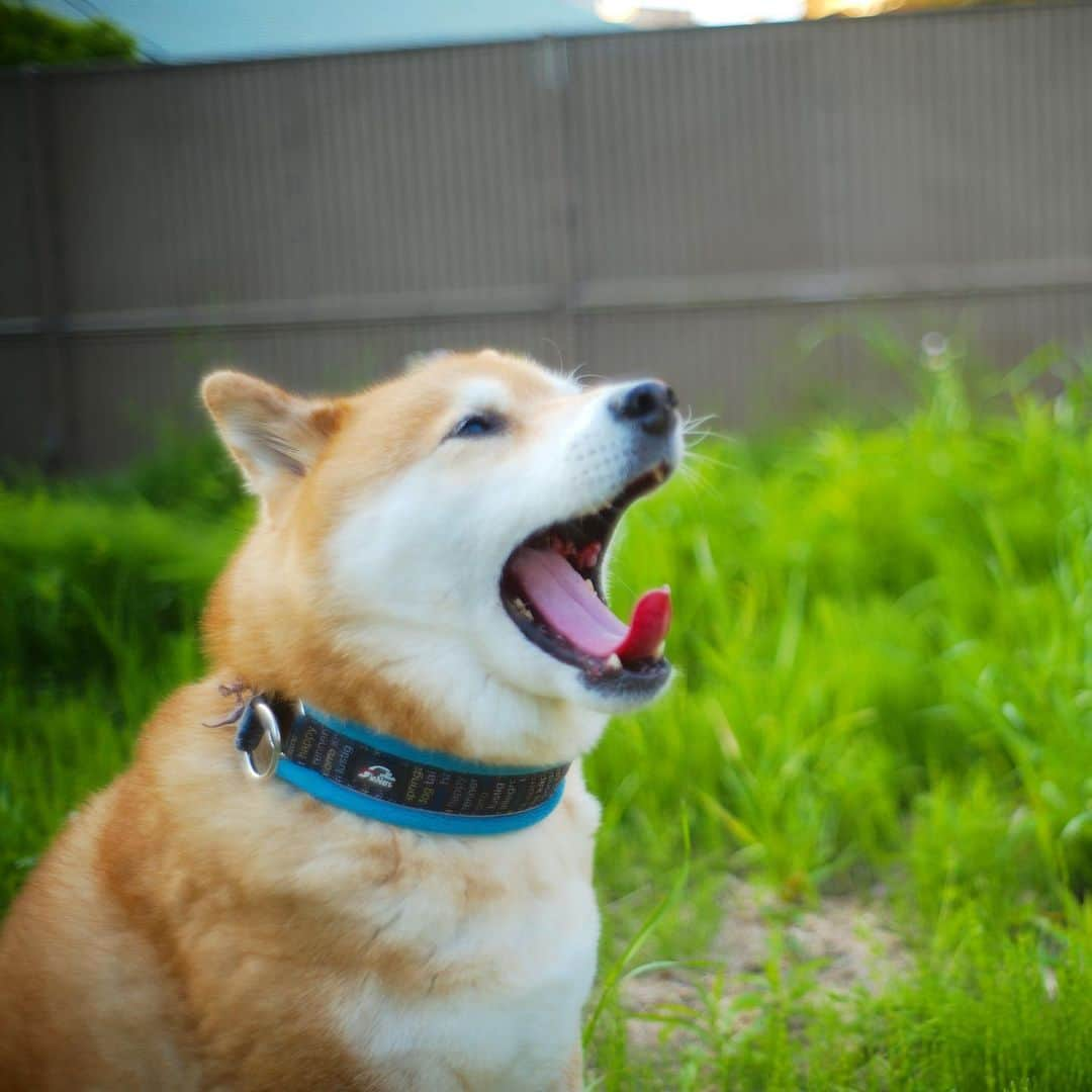 まる（まるたろう）さんのインスタグラム写真 - (まる（まるたろう）Instagram)「Good morning!✨🐶✨おはまる〜！4月最終日だよ。 #みんなよく頑張ってるよね #でもまだ気を抜いちゃダメ #ダメ絶対 #みんなで勝とうね #総力戦」4月30日 10時15分 - marutaro