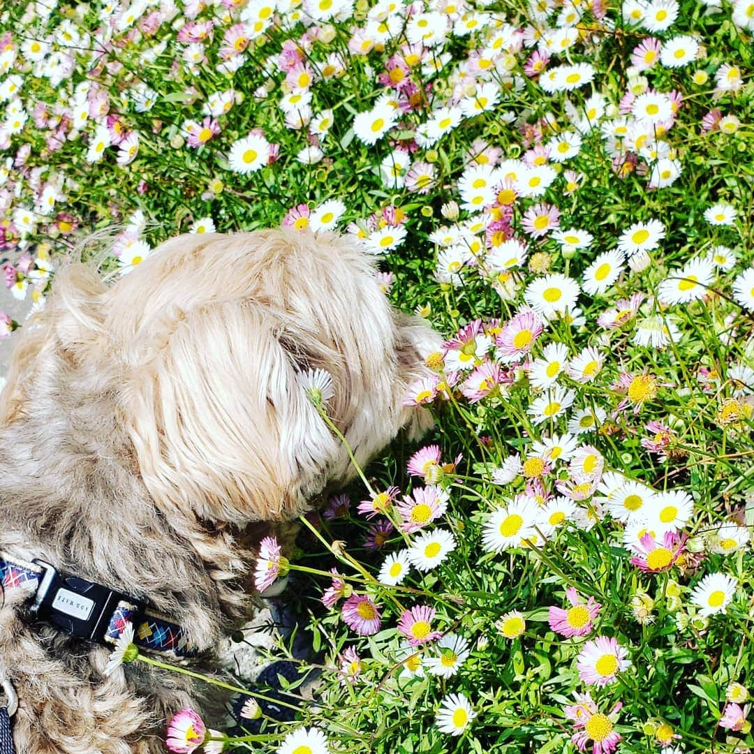 池田香織のインスタグラム：「クンクン🐶💠」