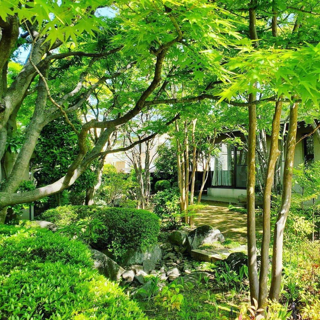 PORINさんのインスタグラム写真 - (PORINInstagram)「実家の庭園は新緑の息吹🌱 枯れてはまた再生、 その繰り返しで強く美しく」4月30日 11時07分 - ppporin