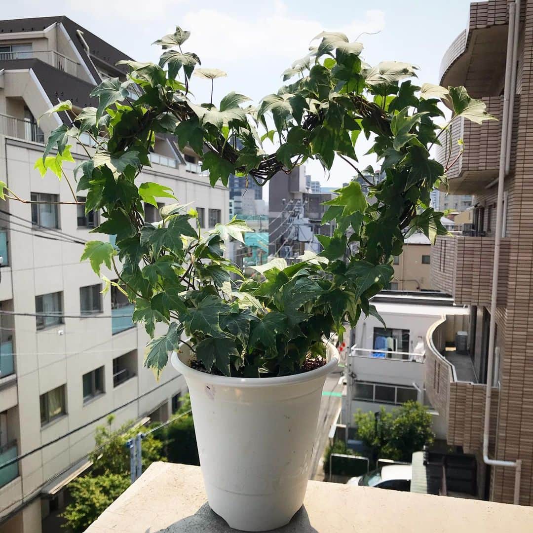 Kダブシャインのインスタグラム：「昨日は元みどりの日ということで、急遽ベランダに新メンバーが加入！！」