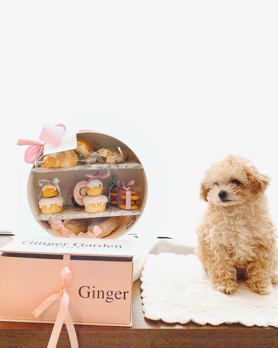 のインスタグラム：「𝑎𝑡-ℎ𝑜𝑚𝑒 𝑎𝑓𝑡𝑒𝑟𝑛𝑜𝑜𝑛 𝑡𝑒𝑎💕﻿ @gingergardenaoyama 💕 ﻿ かわいすぎるアフタヌーンティー﻿ テイクアウトとデリバリーができるように💕✨﻿ 母と一緒に楽しみました☕️💓﻿ ﻿ 四角いBOXのセットはなんと全てグルテンフリー🧁﻿ 身体にもいい&こんな可愛いなんて夢のよう🤤﻿ ギフトにもいいなぁ💓﻿ ﻿ @kayoko_nagatani さんありがとうございます🐶🌸🌸🌸﻿ ﻿ #stayhome#afternoontea#glutenfree#おうち時間#デリバリー#グルテンフリー#アフタヌーンティー#おうちアフタヌーンティー」