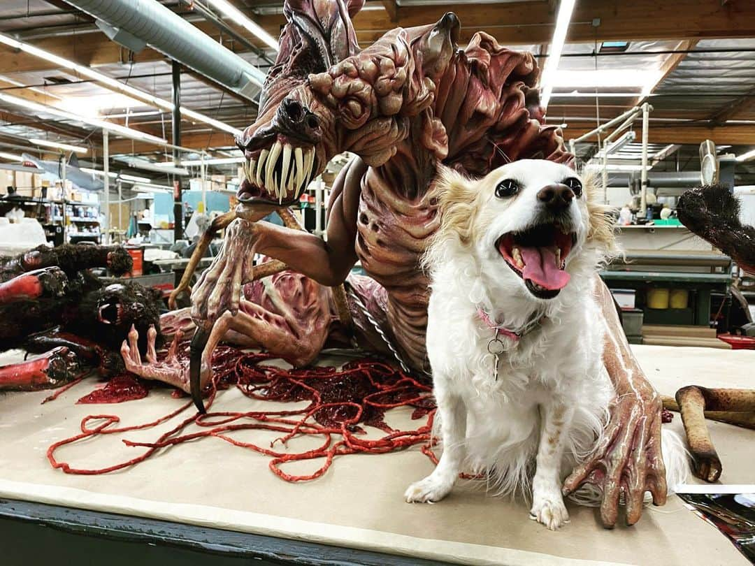 グレゴリー・ニコテロのインスタグラム：「“That’s not dog, that’s imitation”. Just don’t tell Aggie.  My poor dog can’t wait for me to get the hell back to work.  #thething」