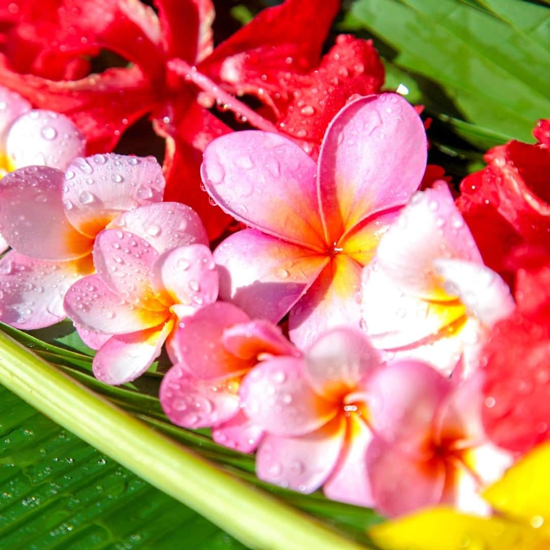 マリアナ政府観光局さんのインスタグラム写真 - (マリアナ政府観光局Instagram)「今日のpicプルメリアは「南の島に咲く花」と聞いて思い浮かべる人も多い、日本でも人気のお花のひとつ。⁠ 白やピンク、黄色など、色とりどりの花が咲くプルメリアはマリアナの人々にも愛されいてマリアナの国花にもなっています。⁠ .⁠ 伝統的な花冠マーマー、ブーケやレイ（首飾り）と、お祝いのシーンでよく見かけます。⁠ .⁠ おうちのフェイクフラワーにプルメリアがあれば眺めているだけで気持ちがマリアナに飛んでいきそう💖⁠ .⁠ .⁠ .⁠ 🌺 「#おうちでマリアナ」プレゼントキャンペーン 🌺⁠ マリアナを感じる #おうち時間 のアイデア大募集❗⁠ .⁠ マリアナ旅行の思い出、マリアナや南国を感じさせるお部屋、お料理・スイーツのクッキング、絵を書いてみる、歌をうたってみる、など、あなたがマリアナや南国を感じたおうちでの過ごし方アイデアの投稿をお待ちしています！⁠ .⁠ 投稿していただいた方の中から抽選で200名様に旅行に役立つマリアナオリジナルアイテムをプレゼント🎁⁠ .⁠ 詳細は @mymarianas_mva のURLをご覧ください。⁠ .⁠ .⁠ .⁠ #プルメリア #サイパン #テニアン #ロタ島 #マリアナ #国花 #南の島 #南国 #離島 #島暮らし #トロピカル #花のあるくらし #花まっぷ #plumeria #plumerias #saipan #tinian #rotaisland #northernmarianaislands #plumeriaflower #tropicalflower #tropic #natureflowers #プレゼントキャンペーン #キャンペーン情報」4月30日 12時15分 - mymarianas_mva