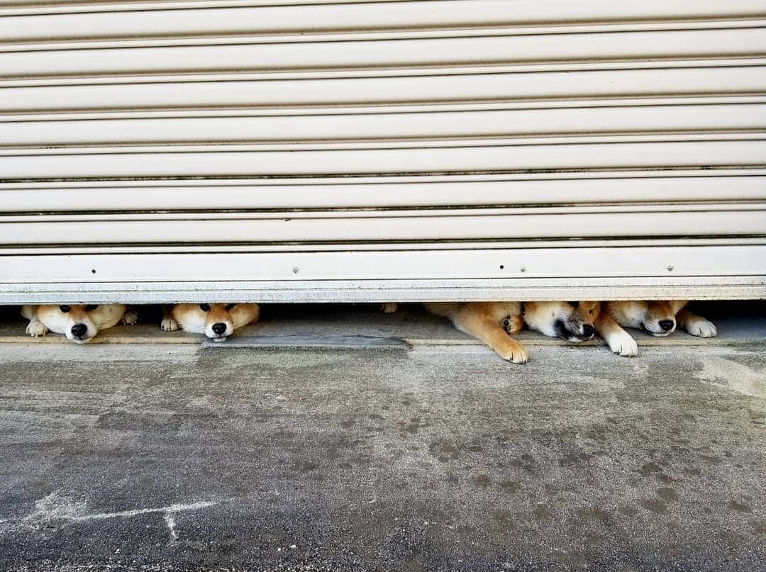 柴犬たま Shibainu Tamaさんのインスタグラム写真 - (柴犬たま Shibainu TamaInstagram)「ミケママがさも自分もおしゅし兄弟みたいな顔して紛れています(笑)﻿ ﻿ Caption trans🇬🇧﻿ Meekeh is mixed in the sushi brothers(lol)﻿ ﻿ #たま家族 #柴犬ミケ #ミケママ #柴犬コイ #柴犬トロ #柴犬ウニ #おしゅし兄弟 #仲良し親子 #隙間からこんにちは #隙間シリーズ #隙間の住人 #似た者親子 #あご乗せ #かなりひし形﻿ #柴犬 #shiba #shibainu #shibastagram #犬 #dog #柴犬子犬 #子犬 #shibapuppy #shibainupuppy #puppy #多頭飼い」4月30日 12時25分 - tama7653