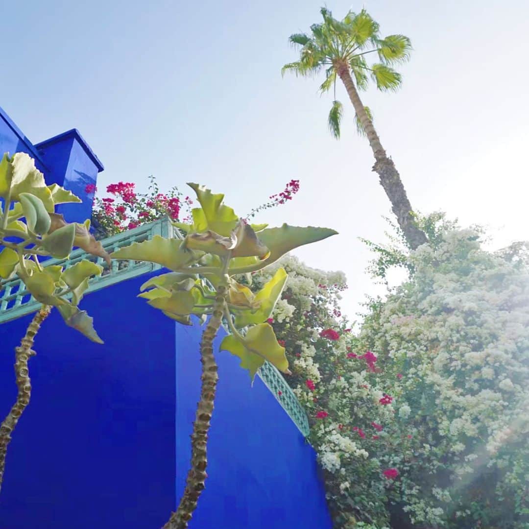 谷中麻里衣さんのインスタグラム写真 - (谷中麻里衣Instagram)「Jardin Majorelle, the exotic garden in Marrakech loved by Yves Saint Laurent 🌴 One of the most exquisite I’ve ever seen, though it was scorching in August ☀️ . マジョレル庭園🌿 青色と植物という大好きなもののコラボレーションの中での朝ごはん、幸せでした😊 . #majorelle  #majorellegarden  #morocco  #marrakech  #yvessaintlaurent #麻里衣旅行」4月30日 12時22分 - marieyanaka