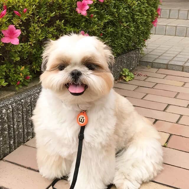 のインスタグラム：「Hi my friends! 😊🐶💕 * * * * * 初夏のようなお天気☀️ ・ ママさんが右手首を捻挫したり💦 突き指したりで💦 10日ぶりのお散歩だったのでつ🐶🐾❤️ 痛みもなくなったし、ボクはこりからおシャンプなんだって💦 ふぇ😭🛁✨ ・ 2枚目は「今からおシャンプするよ〜」と言った時のお顔です😁😁😁」