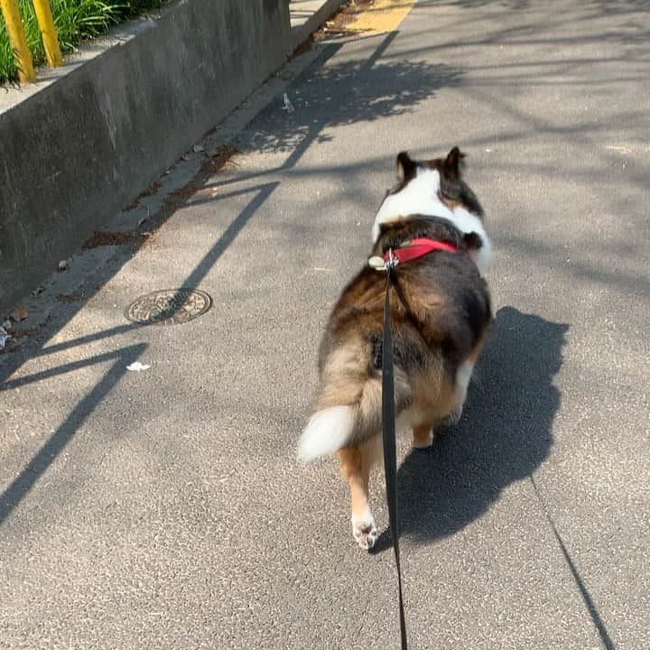 岸本加世子のインスタグラム：「動物病院で歯石をとった帰り一目散に帰る姫子。笑#シェットランドシープドッグ」