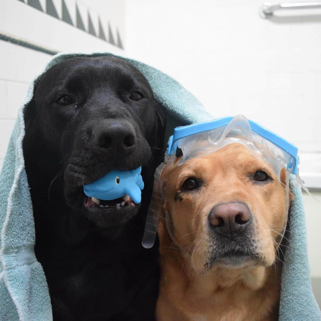 Jake And Gingerさんのインスタグラム写真 - (Jake And GingerInstagram)「Splish splash I was taking a bath 🎶 #lab #labsofinstagram #labradorretriever #labrador_lovers #labradores #dogbath #dogbathtime #doglife #doglovers #petlife #petlovers #petlove #petloversofinstagram #petsofinstagram #petstagram #funnymemes #funnymemes😂 #funnydogs #funnydogsofinstagram #marriedatfirstsight #marriedlife #marriedlife💍」4月30日 22時59分 - jake_n_ginger