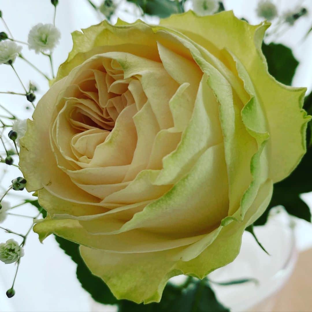 上代真希さんのインスタグラム写真 - (上代真希Instagram)「潤い🌹  #花のある暮らし#花のある生活#バラ#かすみ草」4月30日 22時59分 - maki_kamidai