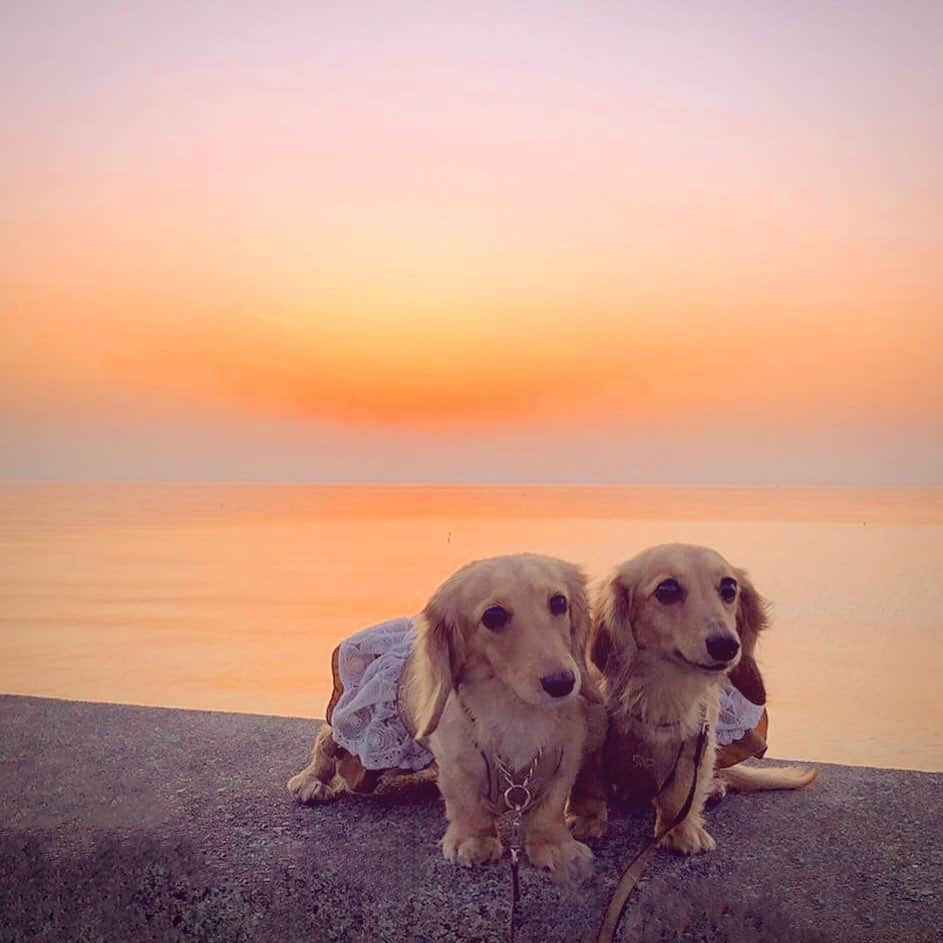 鈴木絢子さんのインスタグラム写真 - (鈴木絢子Instagram)「・ ・ 【親子犬と夕焼け🌇】 色々あった4月ですが、ようやく少し落ち着き、、 自粛中ですが🐶🐶たちと散歩へ。 ・ こんな情勢であることも忘れてしまうような綺麗な夕日🌟 明けない夜はない！的な気持ちになります🤗 ・ 今年のGWは帰省もやめて、家の片付けと仕事の準備期間に充てようと思います✊ ・ ・ ・ #夕陽 #犬の散歩 #自粛 #働く女性 #親子犬 #ミニチュアダックスフンド #犬バカ部 #犬の散歩 #シンクロ犬 #gw #sunset #🌇 #🐶🐶」4月30日 23時07分 - ayako_suzuki810