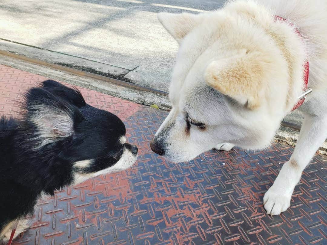 のインスタグラム：「お姉ちゃんが送ってきてくれた写真。  なにやら お隣のワンちゃんと 通じあってるみたいです😍😍😍✨。 こういう時期に こういう写真は 特に癒されますね+.ﾟ(´▽`人)ﾟ+.ﾟ  さて、まもなく５月突入～‼️ ５月も自粛頑張るぜ！！！ #チワワ #ロングコートチワワ #チワくん」