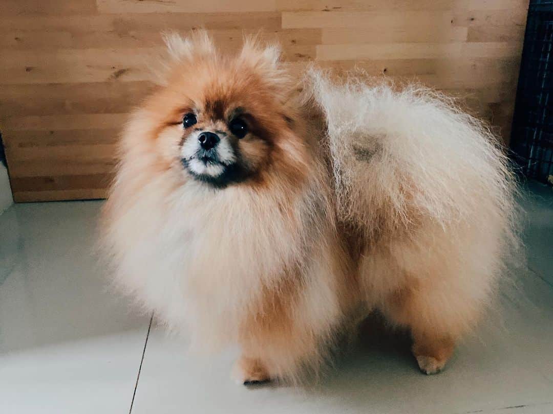 r_oseのインスタグラム：「Treats please......🧀🍪🍦🥧🍕 I’m a Boy or a Girl?? Can you make a guess??」